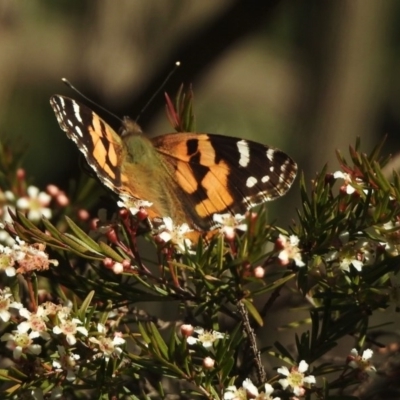 Vanessa kershawi (Australian Painted Lady) at Aranda, ACT - 3 Jun 2020 by KMcCue