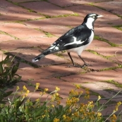 Grallina cyanoleuca (Magpie-lark) at Aranda, ACT - 3 Jun 2020 by KMcCue