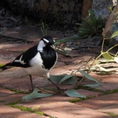 Grallina cyanoleuca at Aranda, ACT - 3 Jun 2020