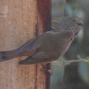 Acanthiza pusilla at Aranda, ACT - 3 Jun 2020