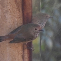 Acanthiza pusilla at Aranda, ACT - 3 Jun 2020