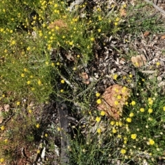 Calotis lappulacea at Red Hill, ACT - 3 Jun 2020