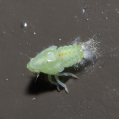 Siphanta acuta (Green planthopper, Torpedo bug) at Acton, ACT - 2 Jun 2020 by TimL