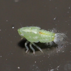 Siphanta acuta at Acton, ACT - 2 Jun 2020