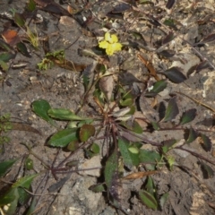 Goodenia hederacea (Ivy Goodenia) at Tuggeranong Hill - 3 Jun 2020 by Owen