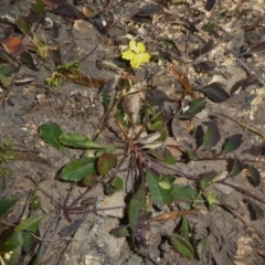 Goodenia hederacea (Ivy Goodenia) at Theodore, ACT - 3 Jun 2020 by owenh