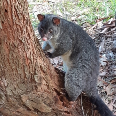 Trichosurus cunninghami (Mountain Brushtail Possum, Southern Bobuck) at Morton, NSW - 18 May 2020 by vivdavo