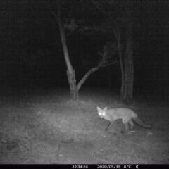 Vulpes vulpes (Red Fox) at Morton, NSW - 19 May 2020 by vivdavo