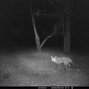 Vulpes vulpes at Morton, NSW - 19 May 2020 10:34 PM