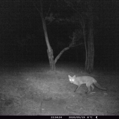 Vulpes vulpes (Red Fox) at Morton, NSW - 19 May 2020 by vivdavo
