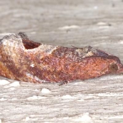 Cryptophlebia ombrodelta (Litchi Fruit Moth) at Lilli Pilli, NSW - 3 Jun 2020 by jbromilow50