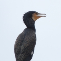 Phalacrocorax carbo (Great Cormorant) at Gordon, ACT - 2 Feb 2020 by MichaelBedingfield