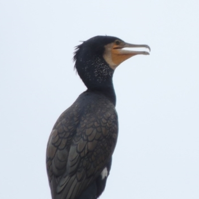 Phalacrocorax carbo (Great Cormorant) at Gordon, ACT - 2 Feb 2020 by michaelb
