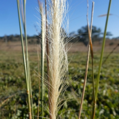 Dichelachne crinita (Long-hair Plume Grass) at Googong, NSW - 4 Jun 2020 by Wandiyali