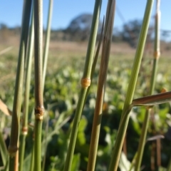 Dichelachne crinita at Googong, NSW - 4 Jun 2020