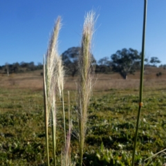 Dichelachne crinita at Googong, NSW - 4 Jun 2020