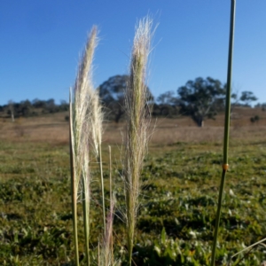 Dichelachne crinita at Googong, NSW - 4 Jun 2020