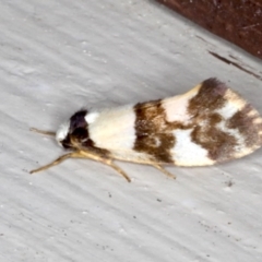 Monopis icterogastra (Wool Moth) at Lilli Pilli, NSW - 3 Jun 2020 by jbromilow50