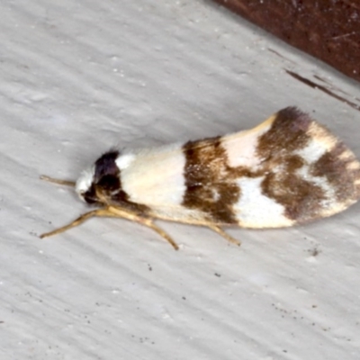 Monopis icterogastra (Wool Moth) at Lilli Pilli, NSW - 3 Jun 2020 by jbromilow50