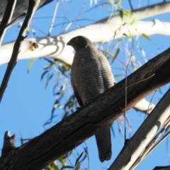 Accipiter cirrocephalus (Collared Sparrowhawk) at Paddys River, ACT - 28 May 2020 by HelenCross