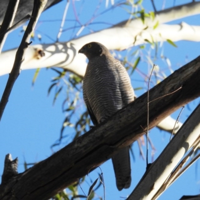Accipiter cirrocephalus (Collared Sparrowhawk) at Paddys River, ACT - 28 May 2020 by HelenCross