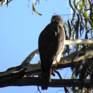 Accipiter cirrocephalus at Paddys River, ACT - 29 May 2020