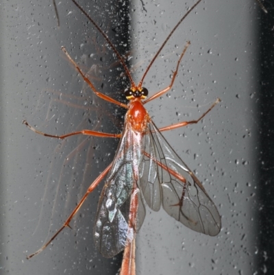 Dicamptus fuscicornis (Ichneumon wasp) at Lilli Pilli, NSW - 3 Jun 2020 by jb2602