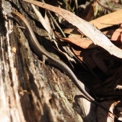 Lampropholis delicata (Delicate Skink) at Paddys River, ACT - 28 May 2020 by HelenCross