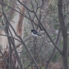 Melanodryas cucullata (Hooded Robin) at Tennent, ACT - 30 May 2020 by redsnow