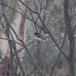 Melanodryas cucullata cucullata at Tennent, ACT - suppressed