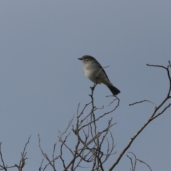 Melanodryas cucullata (Hooded Robin) at Tennent, ACT - 30 May 2020 by redsnow