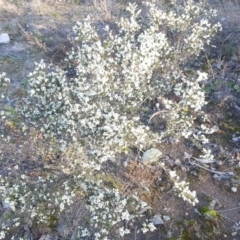 Cryptandra sp. Floriferous (W.R.Barker 4131) W.R.Barker at Tuggeranong DC, ACT - 3 Jun 2020 by Mike