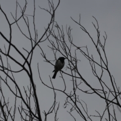 Melanodryas cucullata (Hooded Robin) at Tennent, ACT - 31 May 2020 by redsnow