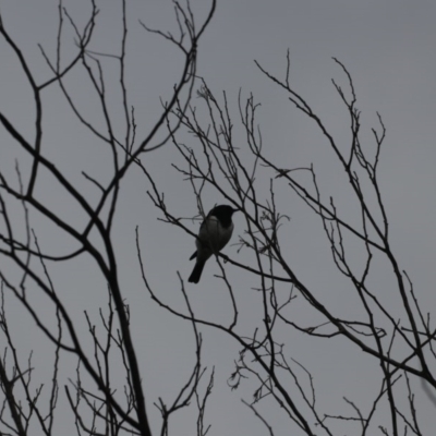 Melanodryas cucullata (Hooded Robin) at Tennent, ACT - 31 May 2020 by redsnow