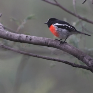 Petroica boodang at Tennent, ACT - 31 May 2020 01:36 PM