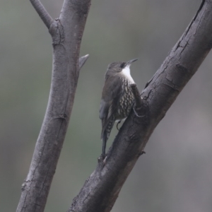 Cormobates leucophaea at Tennent, ACT - 31 May 2020 01:48 PM