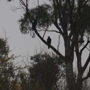 Aquila audax at Tennent, ACT - 30 May 2020 12:50 PM