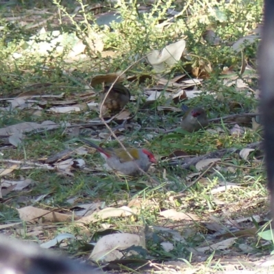 Neochmia temporalis (Red-browed Finch) at Black Range, NSW - 3 Jun 2020 by MatthewHiggins