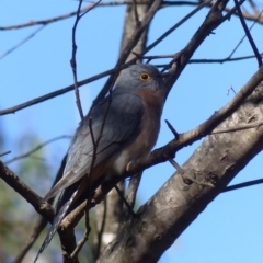 Cacomantis flabelliformis (Fan-tailed Cuckoo) at Black Range, NSW - 4 Jun 2020 by MatthewHiggins