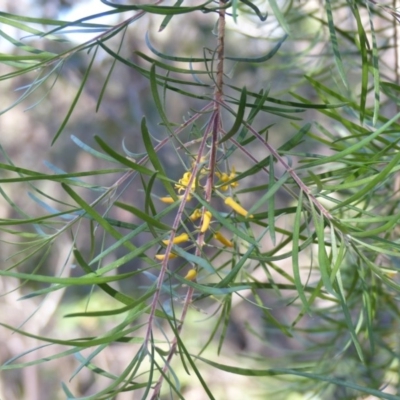 Persoonia linearis (Narrow-leaved Geebung) at Black Range, NSW - 3 Jun 2020 by MatthewHiggins