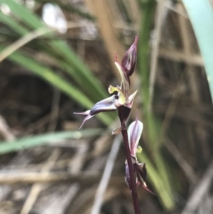 Acianthus exsertus at Hackett, ACT - 31 May 2020