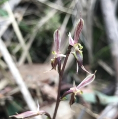 Acianthus exsertus at Hackett, ACT - 31 May 2020