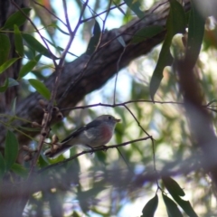 Petroica rosea (Rose Robin) at Black Range, NSW - 3 Jun 2020 by MatthewHiggins