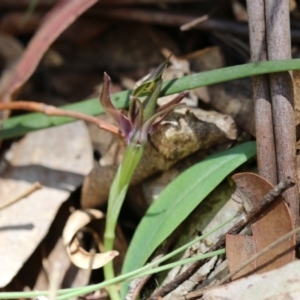 Chiloglottis valida at Tennent, ACT - suppressed