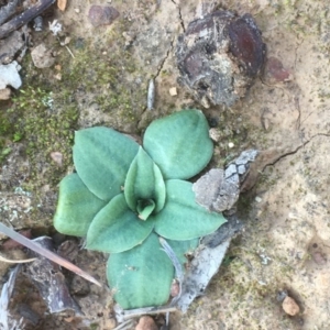 Pterostylidinae (greenhood alliance) at Saint Marks Grassland - Barton ACT - suppressed