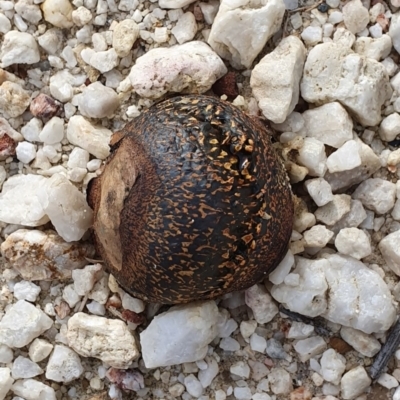 Pisolithus marmoratus (Horse Dung Fungus) at Wallaga Lake, NSW - 3 Jun 2020 by Volplana