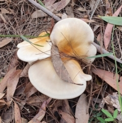 Omphalotus nidiformis (Ghost Fungus) at Wallaga Lake, NSW - 4 Jun 2020 by JoyGeorgeson