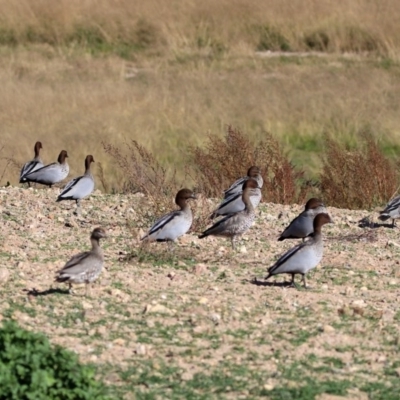 Chenonetta jubata (Australian Wood Duck) at Lanyon - northern section - 2 Jun 2020 by RodDeb