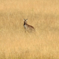 Macropus giganteus at Gordon, ACT - 2 Jun 2020