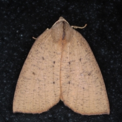 Fisera bradymorpha (Fisera bradymorpha) at Lilli Pilli, NSW - 4 Jun 2020 by jbromilow50